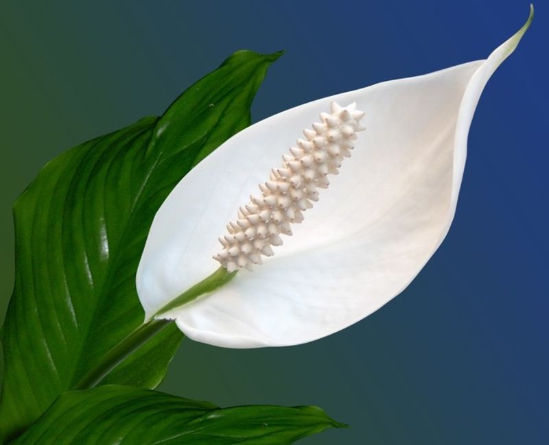 product Избелване на външни полови органи image carousel