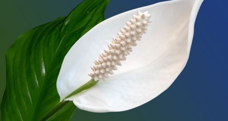 Избелване на външни полови органи cover photo